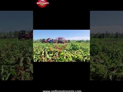 Sincan Davul Domates Pasta Üretim Süreci: Hasattan Konserveye